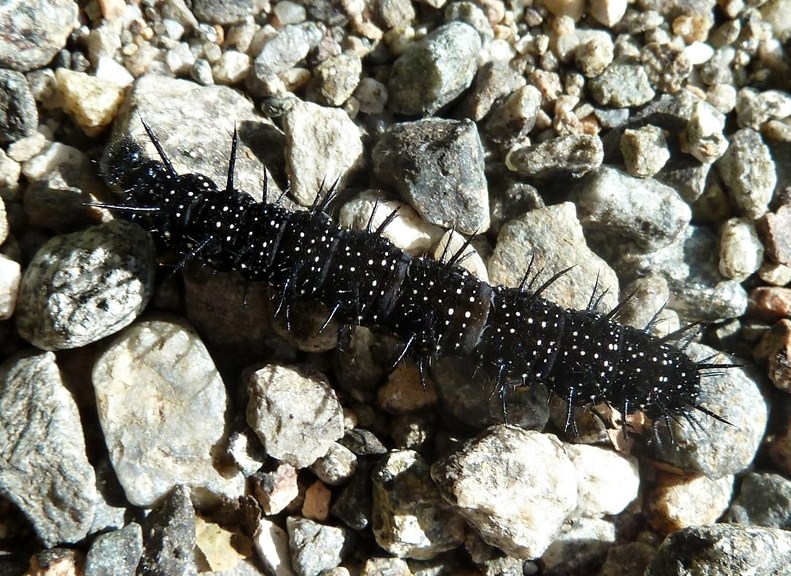 Alata meraviglia - Aglais io, dal bruco all''adulto